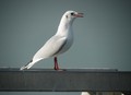 Mouette rieuse 5