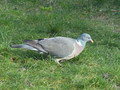 Pigeon ramier 6