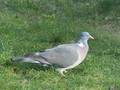 Pigeon ramier 7