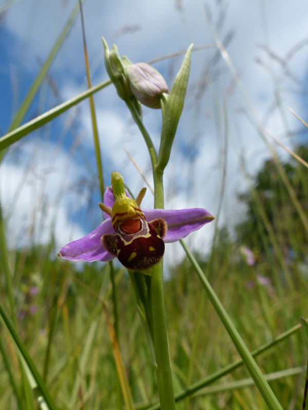 Ophrys apifera 004.jpg