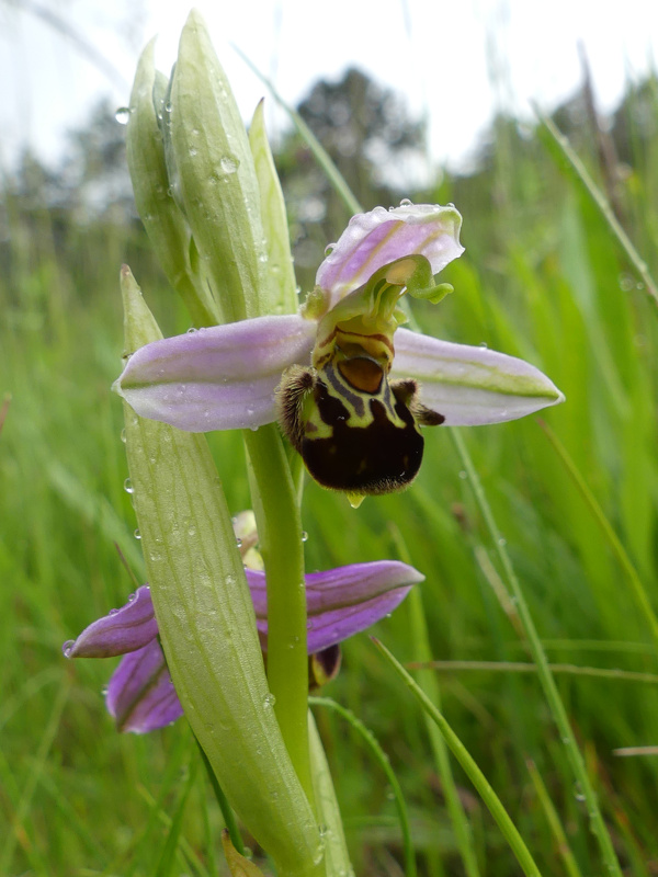 Ophrys apifera 007.jpg
