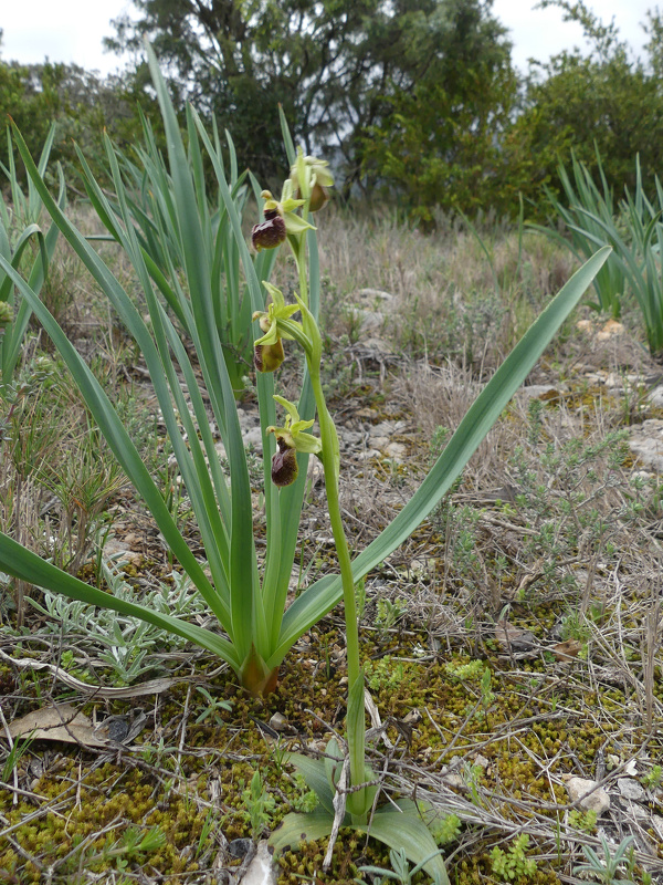 Ophrys occidentalis 002.jpg