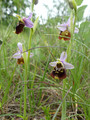 Ophrys fuciflora 003