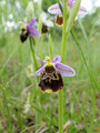 Ophrys fuciflora 005