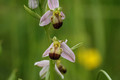 Ophrys apifera 026 bicolor